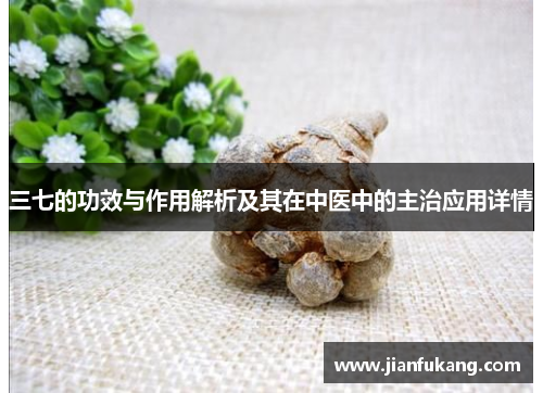 三七的功效与作用解析及其在中医中的主治应用详情